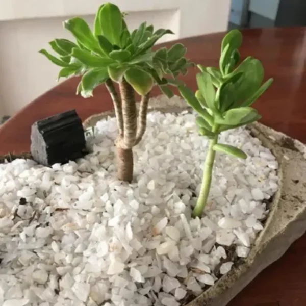 Piedras Decorativas Cuarzo Tamaño Maiz